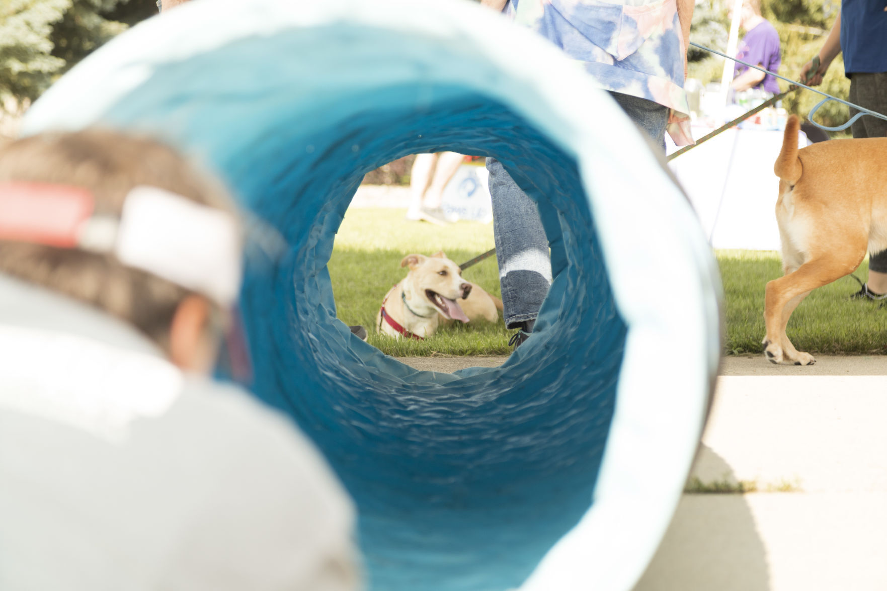 Barney rests before going through the tunnel